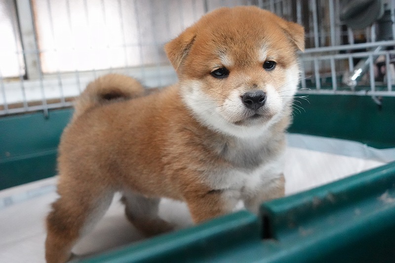 2025年07月24日生まれ柴犬赤の男の子。