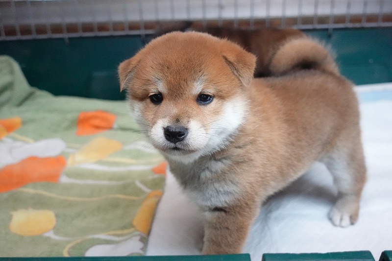 2025年07月24日生まれ柴犬赤の男の子。