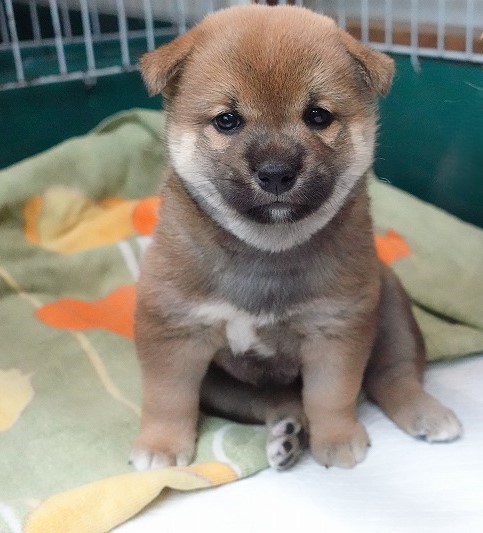 2025年07月24日生まれ柴犬赤の男の子２。