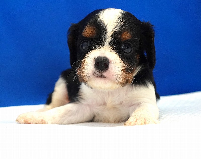 2024年10月14日生まれのキャバリアトライの男の子c！