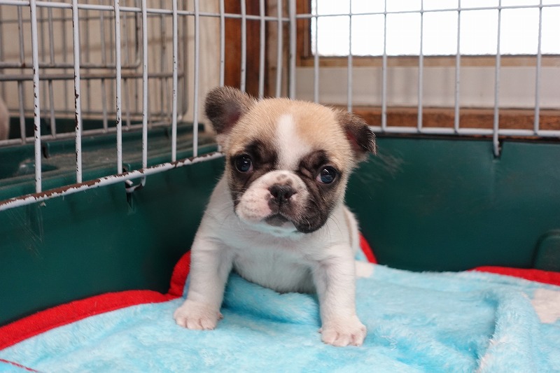 2023年1月4日生まれのパイドの女の子。