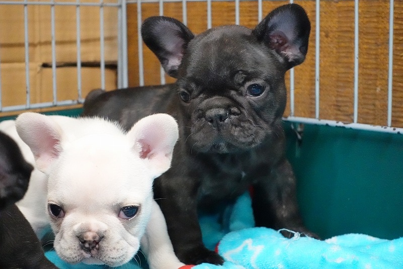 2023年1月1日生まれのブリンドルの男の子。