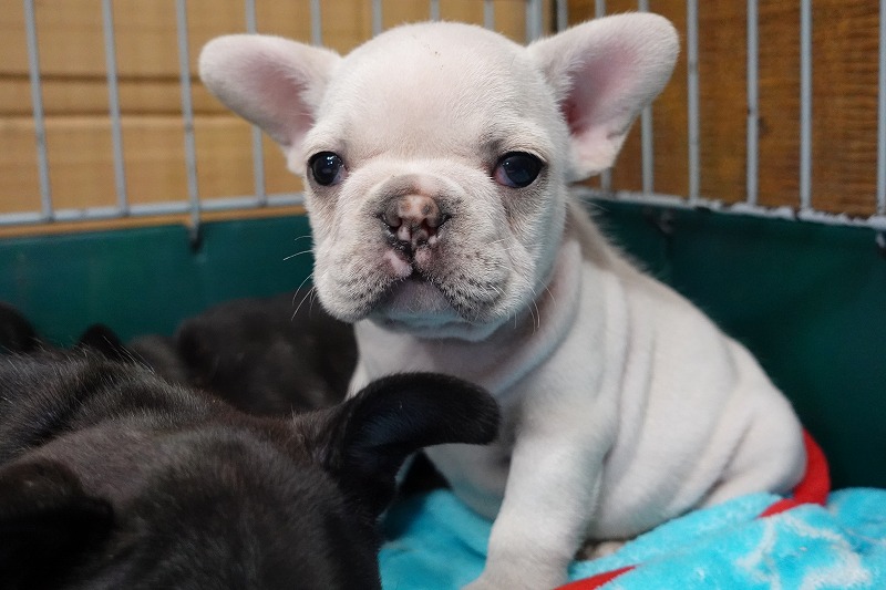 2023年1月1日生まれのクリームの男の子。