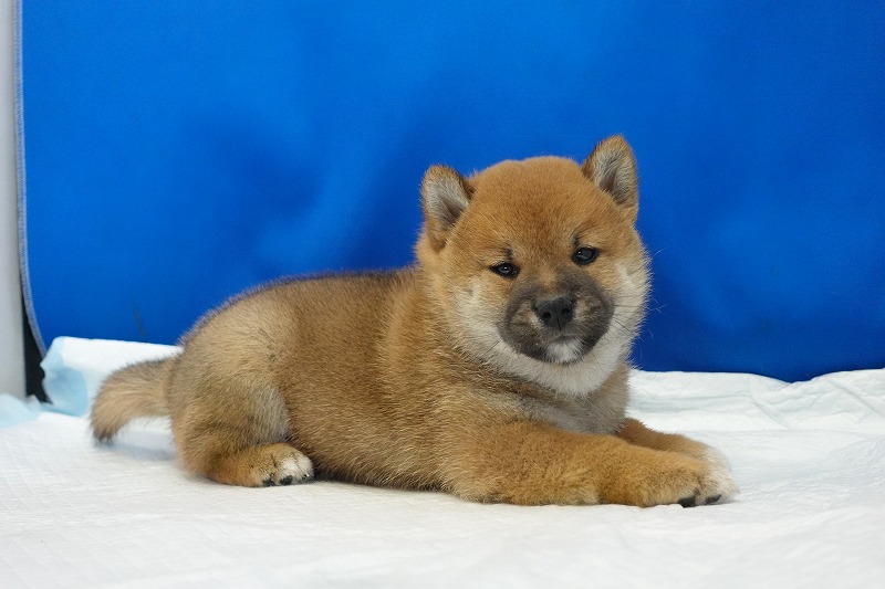 2024年6月2日生まれの柴犬赤の男の子。