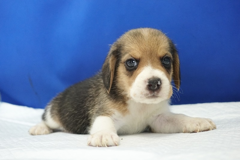 2024年6月12日生まれビーグルの男の子5。