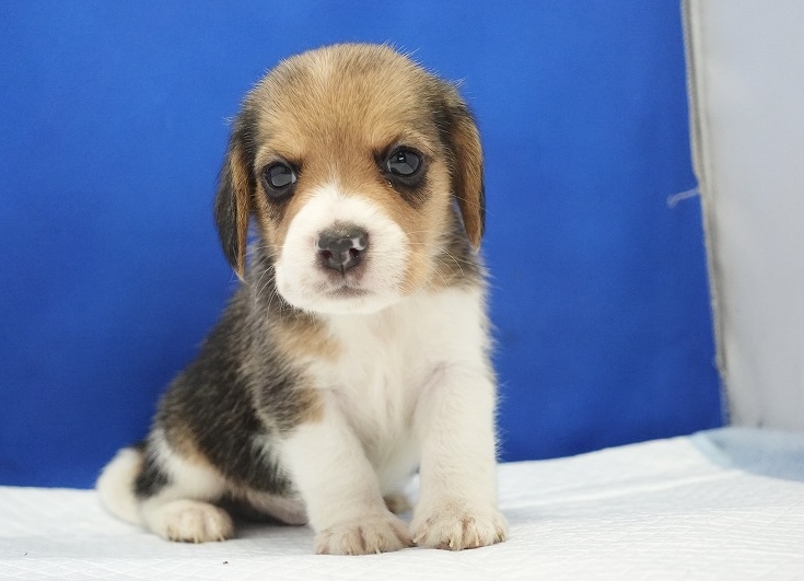 2024年6月12日生まれビーグルの男の子5。