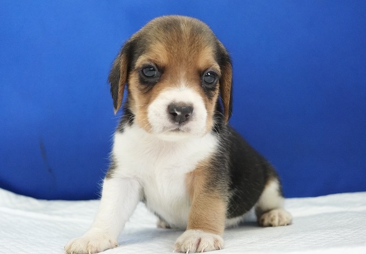 2024年6月12日生まれビーグルの男の子2。