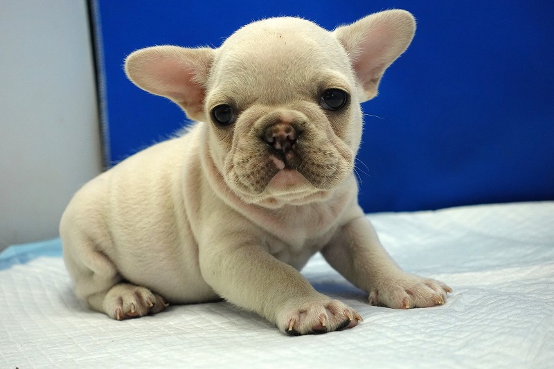 2023年1月1日生まれのクリームの男の子。