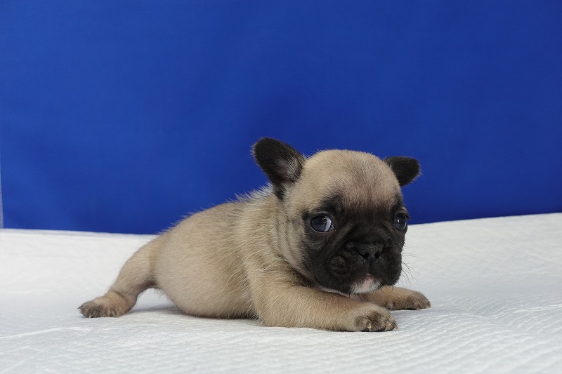 11月3日産まれのフレンチブルドッグフォーンの女の子