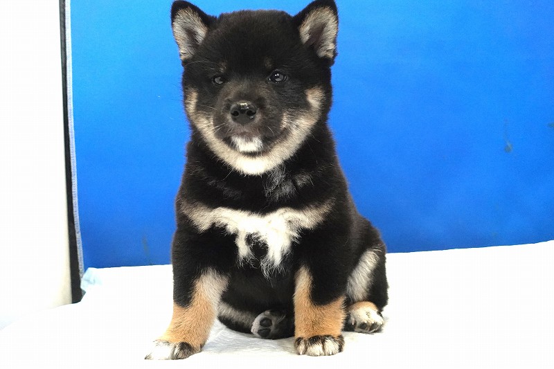 2025年07月24日生まれ柴犬黒の男の子。