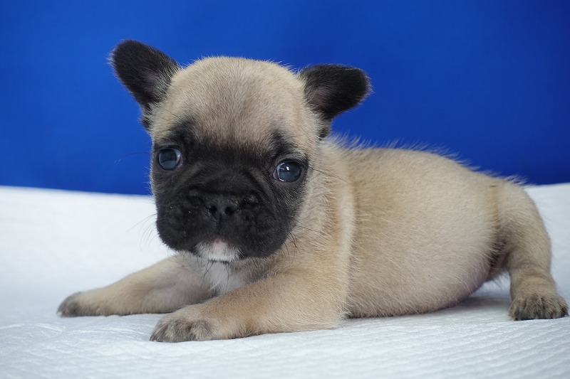 11月3日産まれのフレンチブルドッグフォーンの女の子