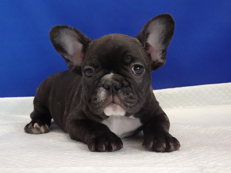 2021年12月22日生まれのフレンチブルドッグ、ブリンドルの男の子。