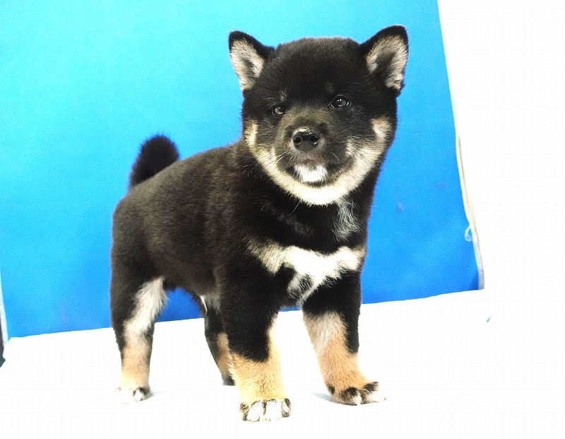 2025年07月24日生まれ柴犬黒の男の子。