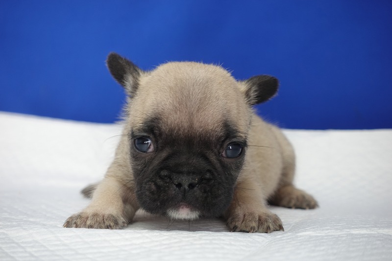 11月3日産まれのフレンチブルドッグフォーンの女の子