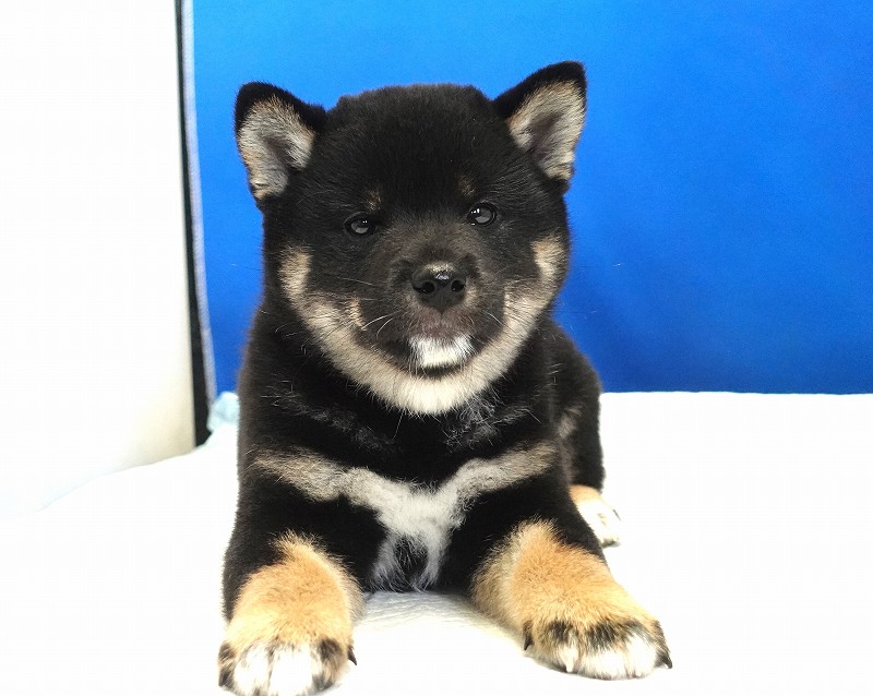 2025年07月24日生まれ柴犬黒の男の子。