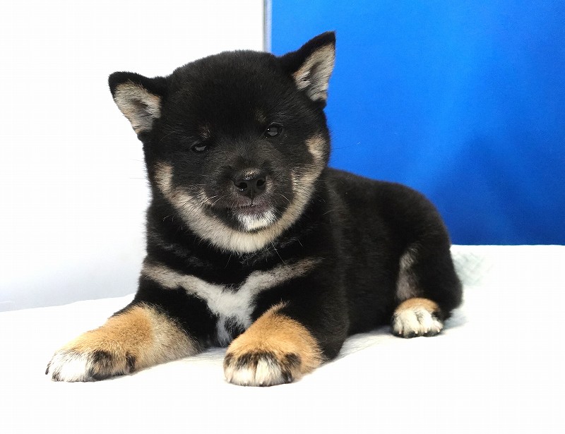 2025年07月24日生まれ柴犬黒の男の子。