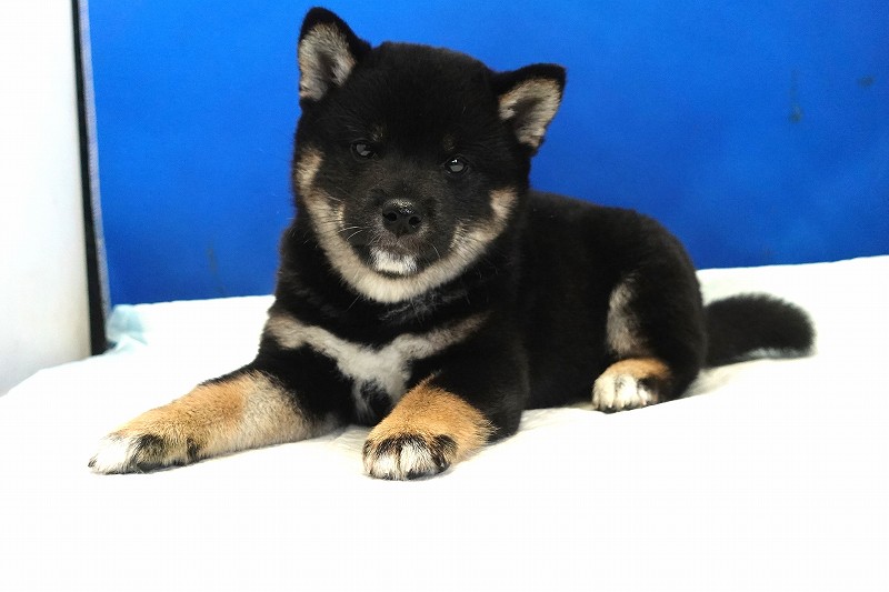 2025年07月24日生まれ柴犬黒の男の子。