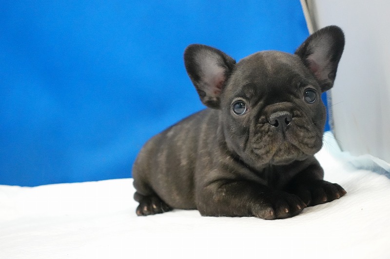 2023年1月1日生まれのブリンドルの男の子。