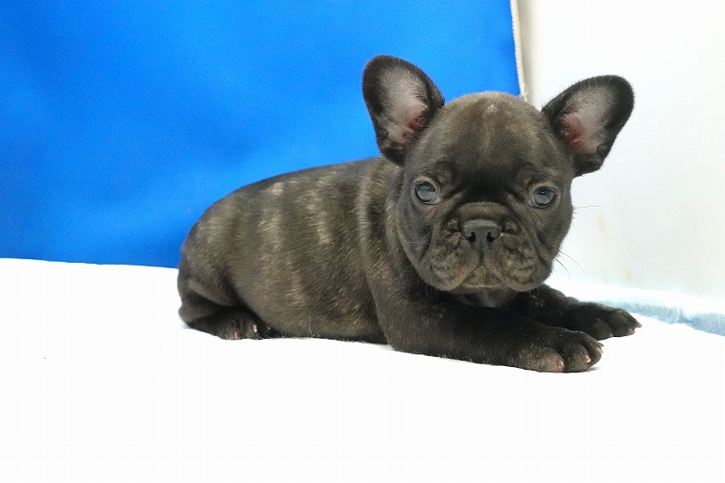 2023年1月1日生まれのブリンドルの男の子。