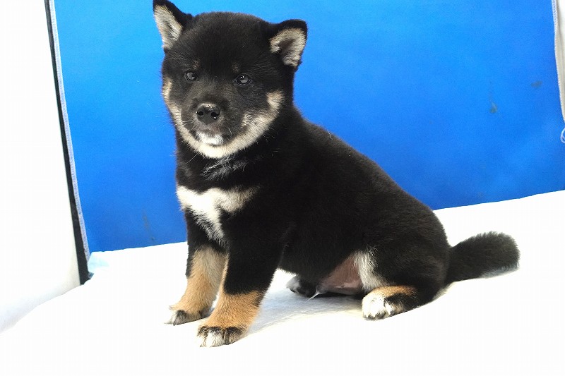 2025年07月24日生まれ柴犬黒の男の子。