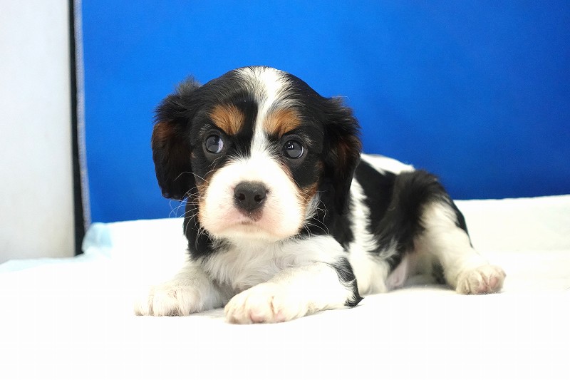 2025年07月30日生まれのキャバリアトライの男の子です。