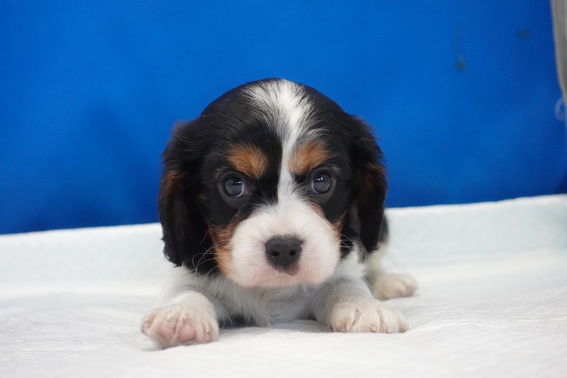 2025年07月30日生まれのキャバリアトライの男の子です。