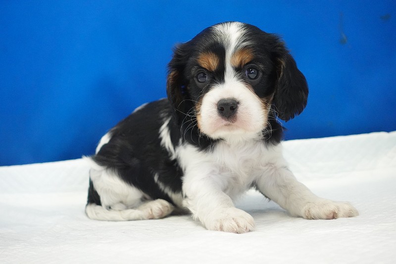 2025年07月30日生まれのキャバリアトライの男の子です。