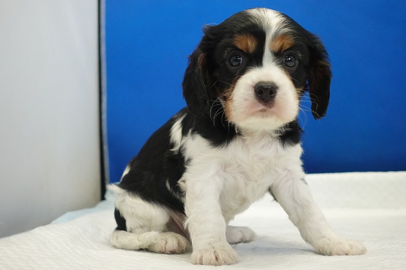 2025年07月30日生まれのキャバリアトライの男の子です。