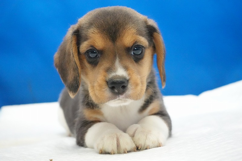 2025年11月01日生まれのビーグルの女の子