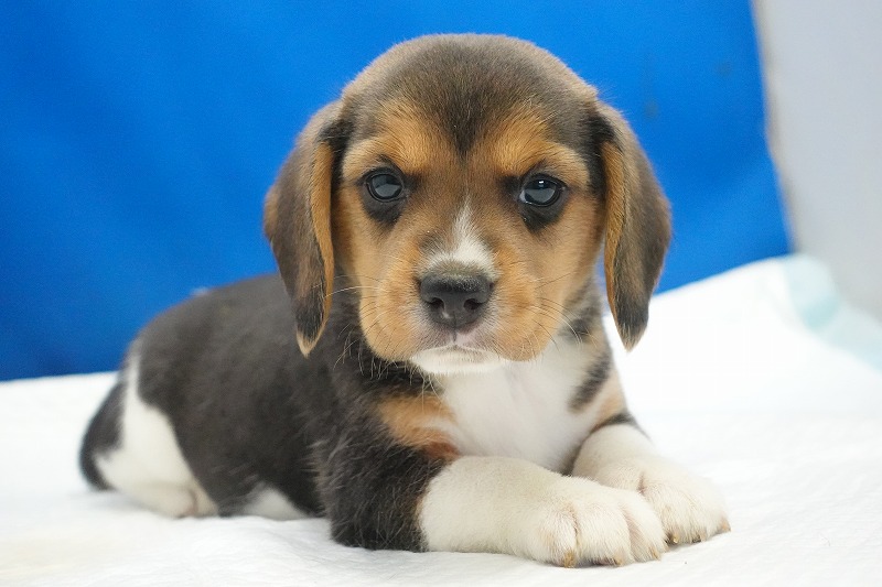 2025年11月01日生まれのビーグルの女の子