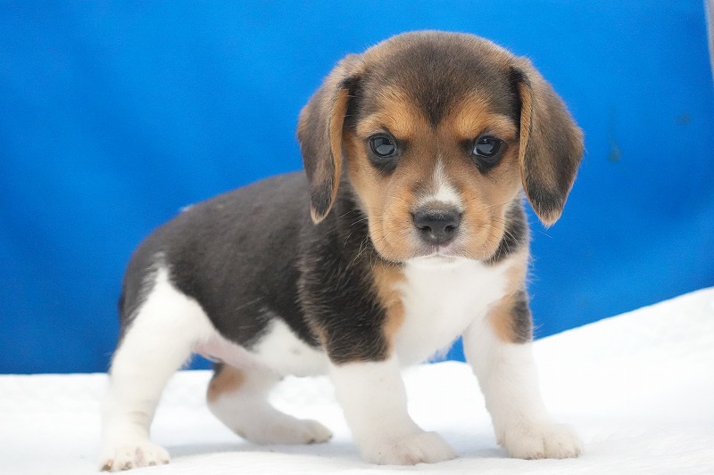 2025年11月01日生まれのビーグルの女の子