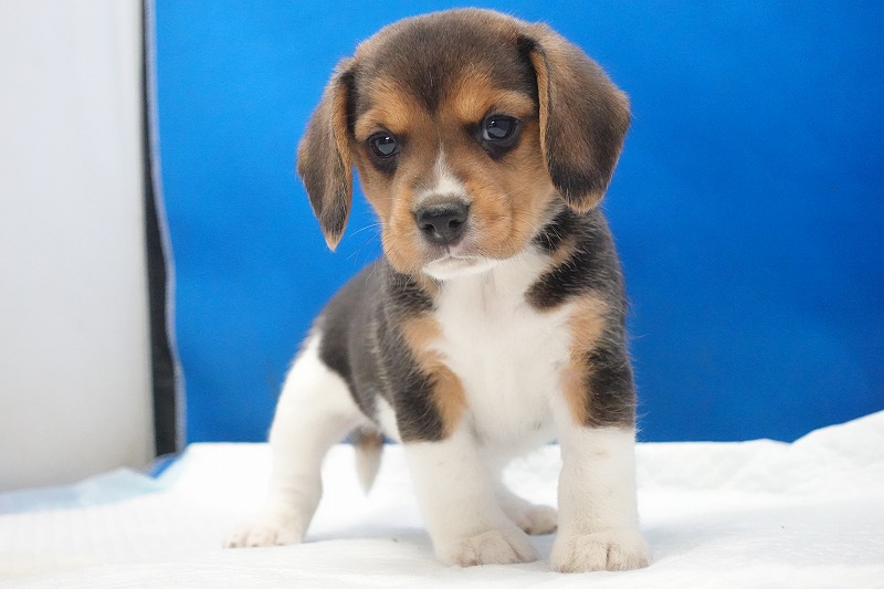 2025年11月01日生まれのビーグルの女の子