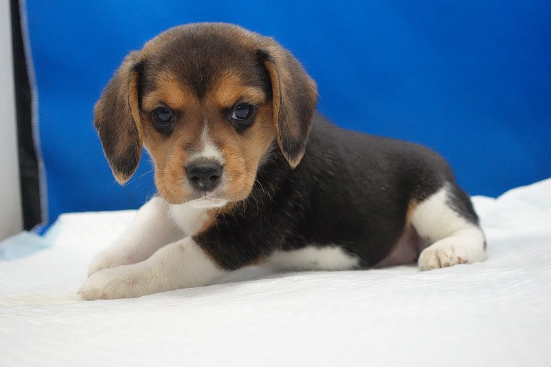 2025年11月01日生まれのビーグルの女の子