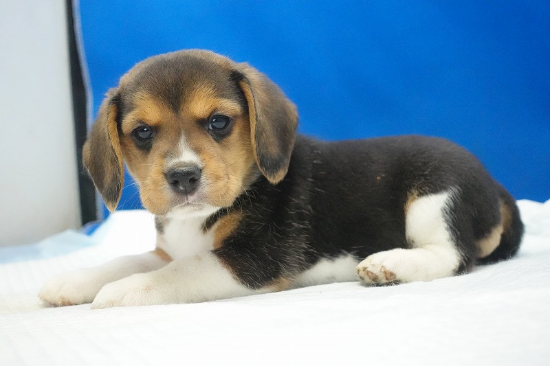 2025年11月01日生まれのビーグルの女の子
