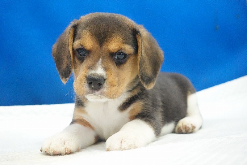 2025年11月01日生まれのビーグルの女の子