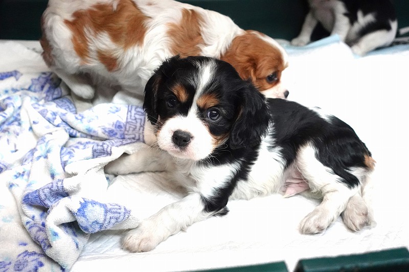 2025年07月30日生まれのキャバリアトライの男の子です。