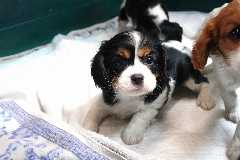 2025年07月30日生まれのキャバリアトライの男の子です。