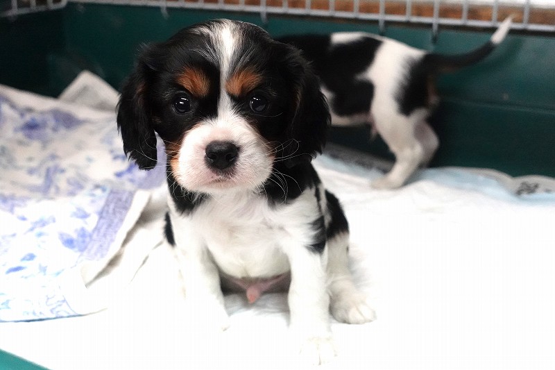 2025年07月30日生まれのキャバリアトライの男の子です。