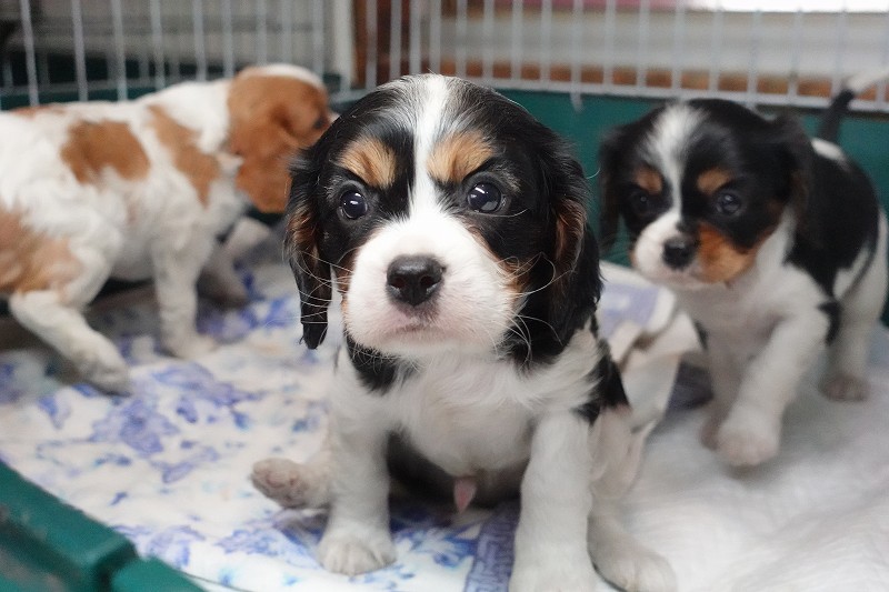 2025年07月30日生まれのキャバリアトライの男の子です。