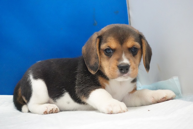 2025年11月01日生まれのビーグルの女の子