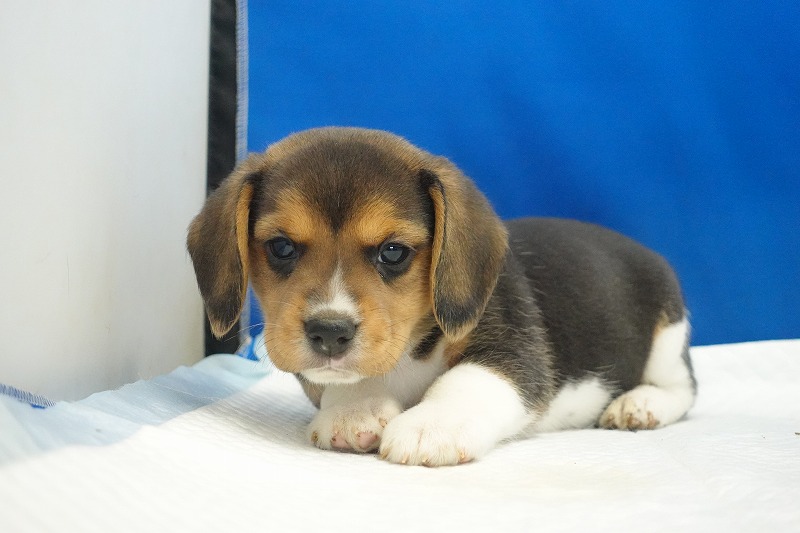 2025年11月01日生まれのビーグルの女の子