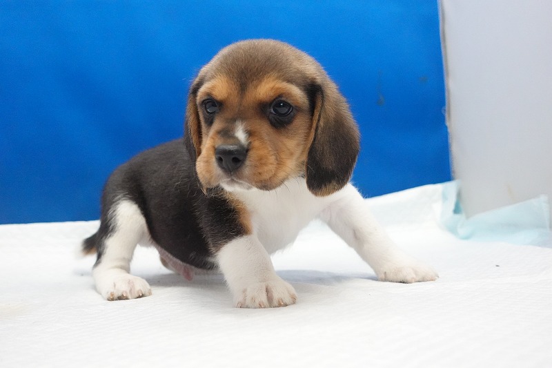 2025年11月01日生まれのビーグルの男の子３