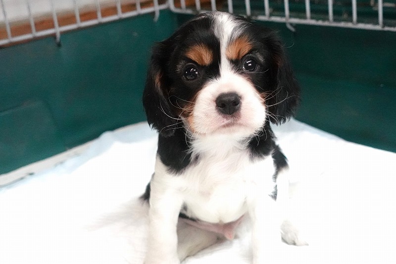 2025年07月30日生まれのキャバリアトライの男の子です。