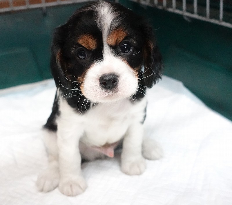 2025年07月30日生まれのキャバリアトライの男の子です。