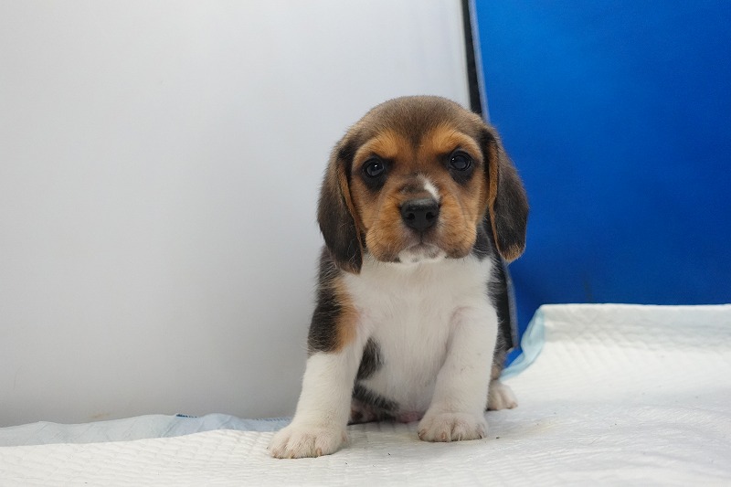 2025年11月01日生まれのビーグルの男の子３