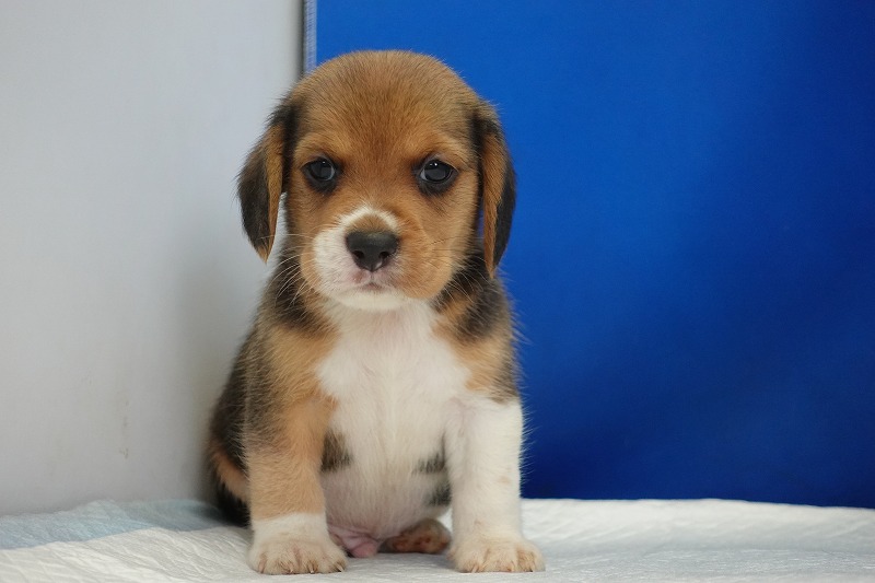 2024年6月12日生まれビーグルの男の子1。
