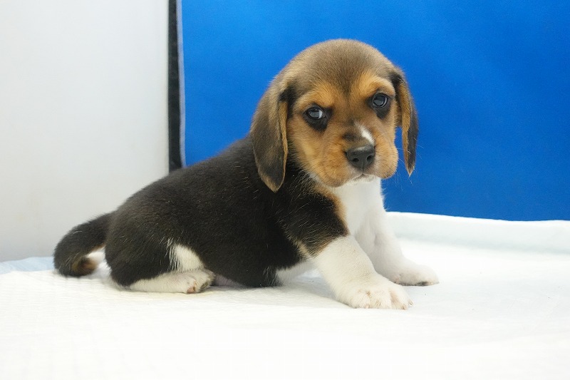 2025年11月01日生まれのビーグルの男の子３