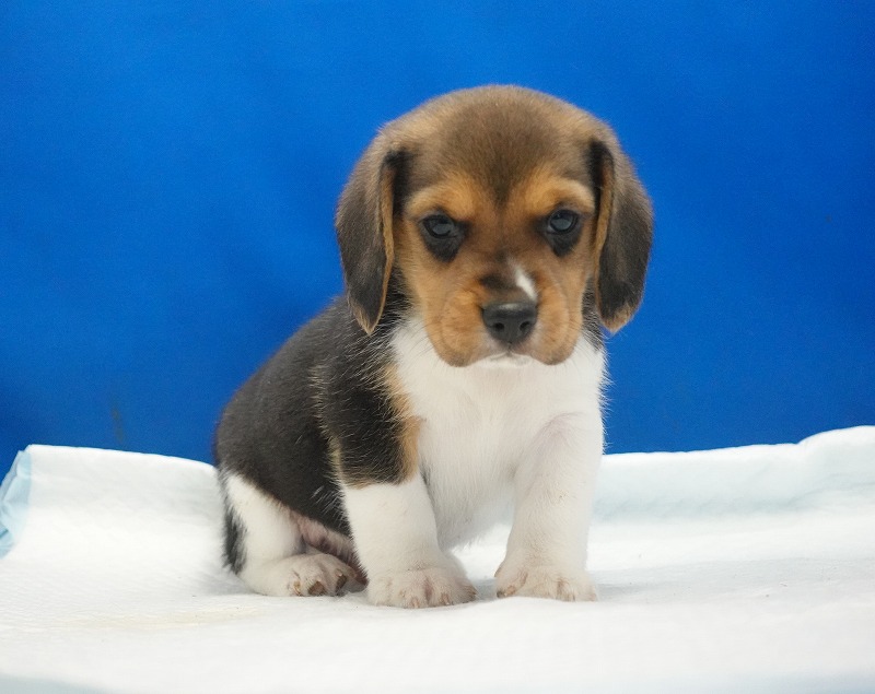 2025年11月01日生まれのビーグルの男の子３