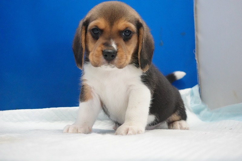 2025年11月01日生まれのビーグルの男の子３