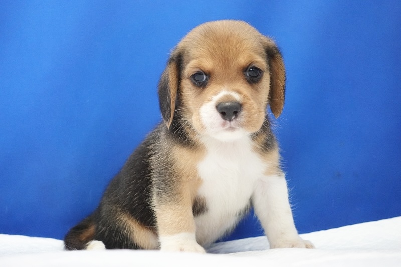 2024年6月12日生まれビーグルの男の子1。